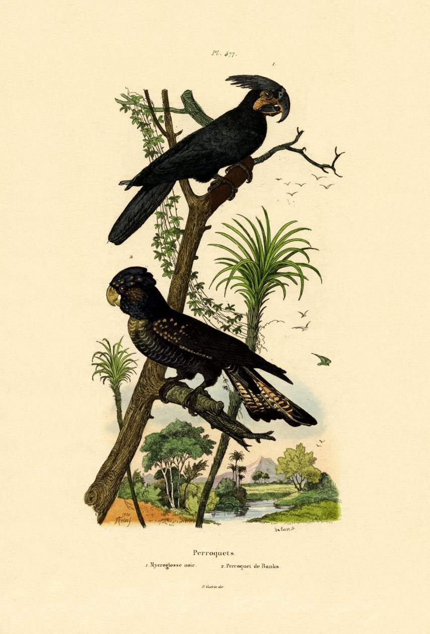 Sort palmekakadu, 1833-39 af French School