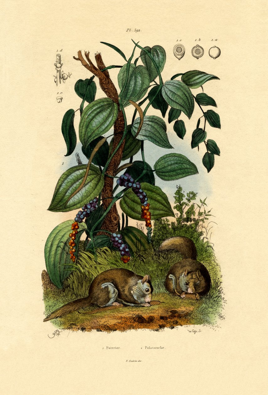 Sort peber, 1833-39 af French School