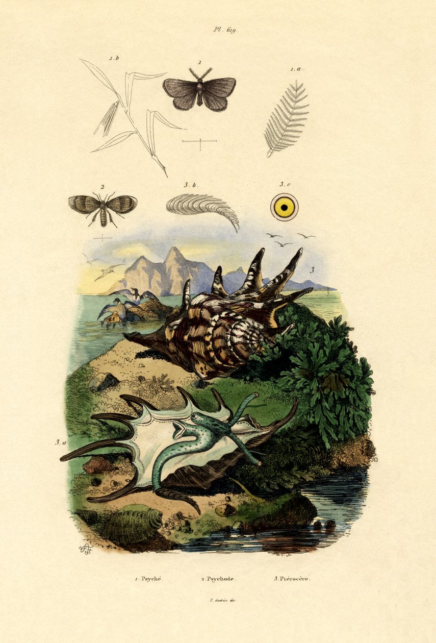 Sortplettet Hvid, 1833-39 af French School