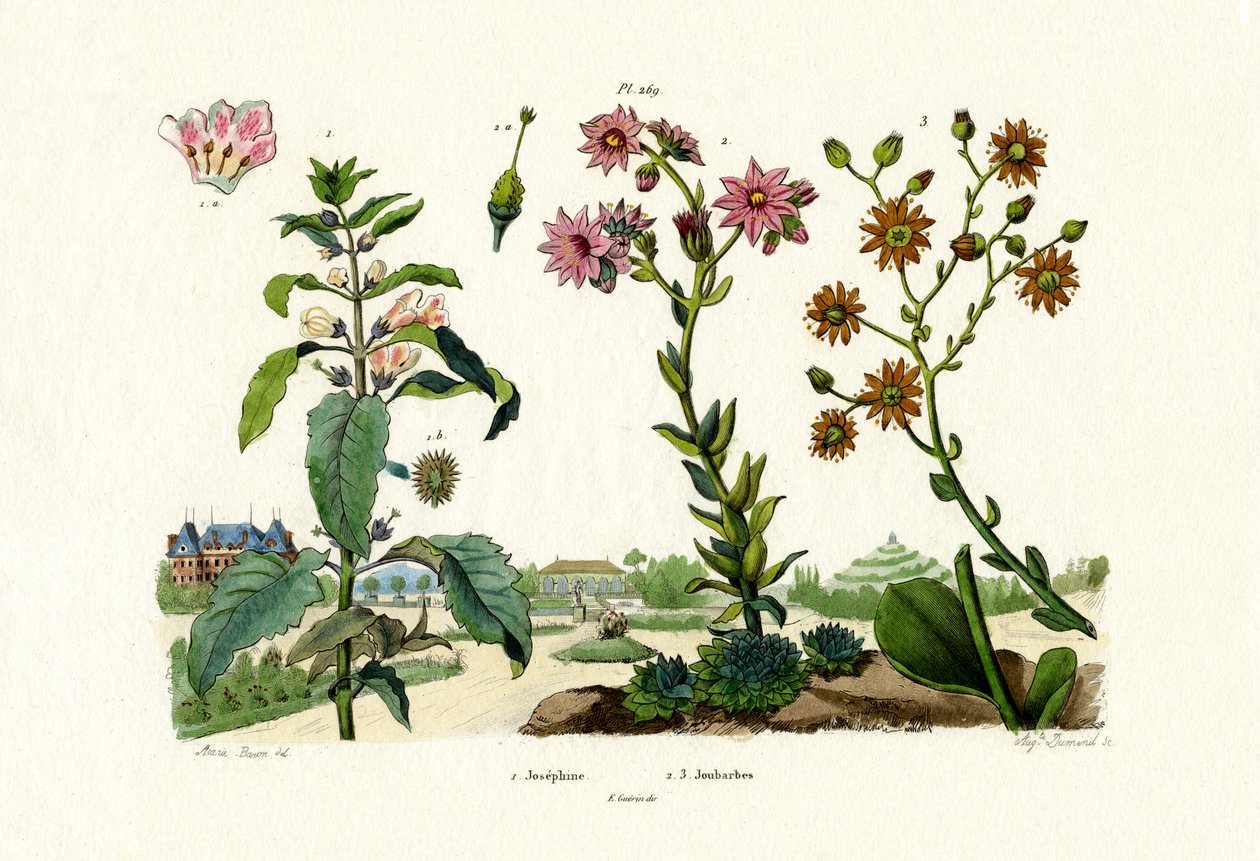 Blodsten, 1833-39 af French School
