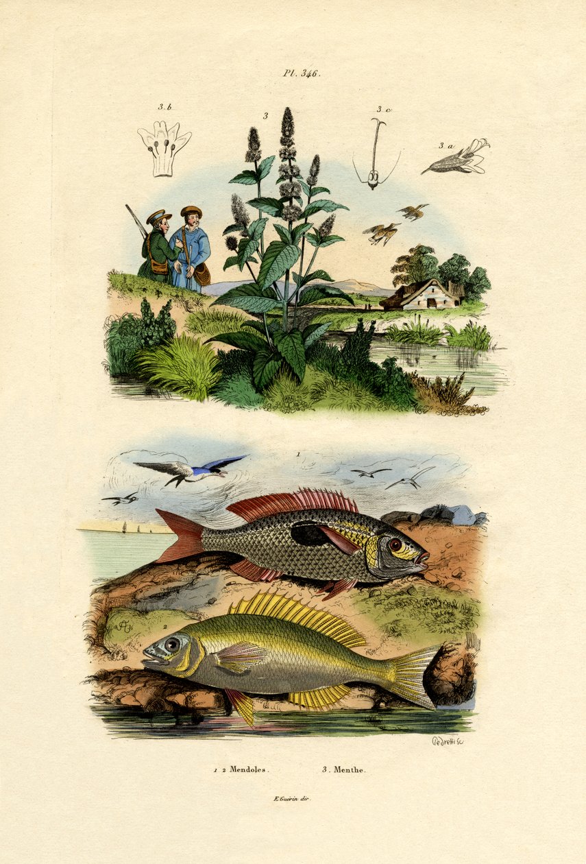Plettede pikarler, 1833-39 af French School