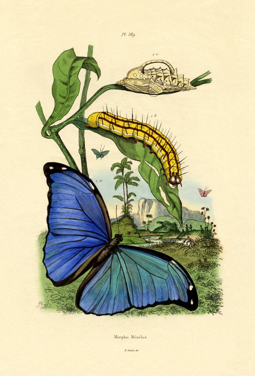 Blå Morpho, 1833-39 af French School