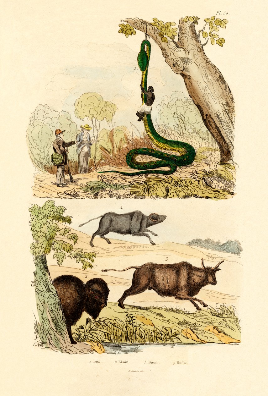 Godt, 1833-39 af French School