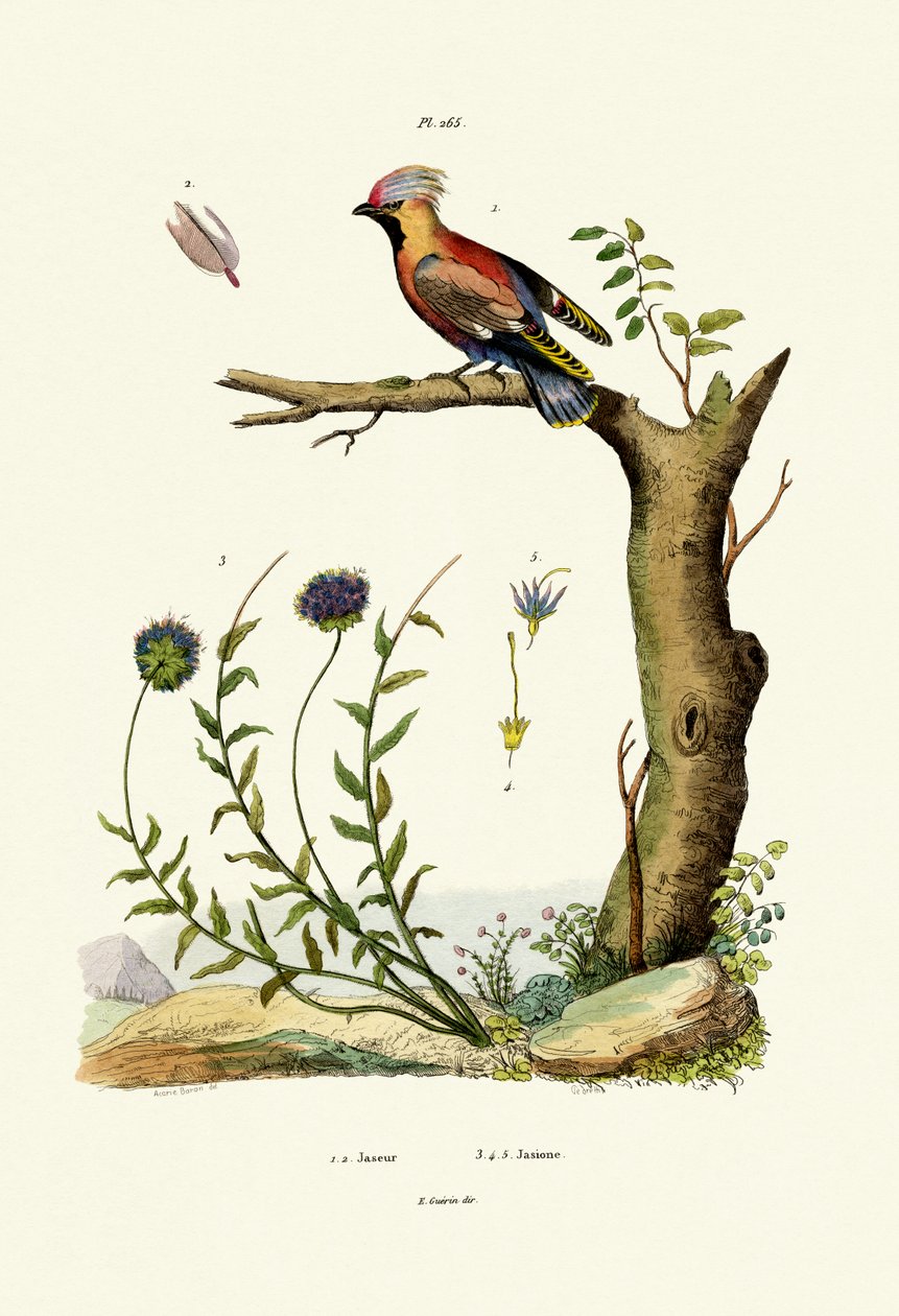 Bøhmisk voksvinge, 1833-39 af French School