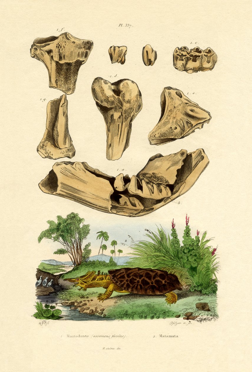 Knoglefossiler, 1833-39 af French School