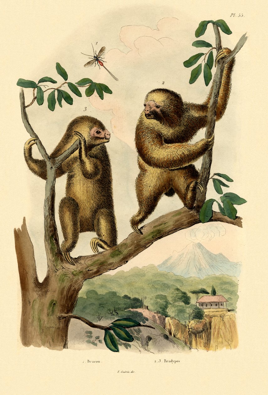 Braconid hveps, 1833-39 af French School