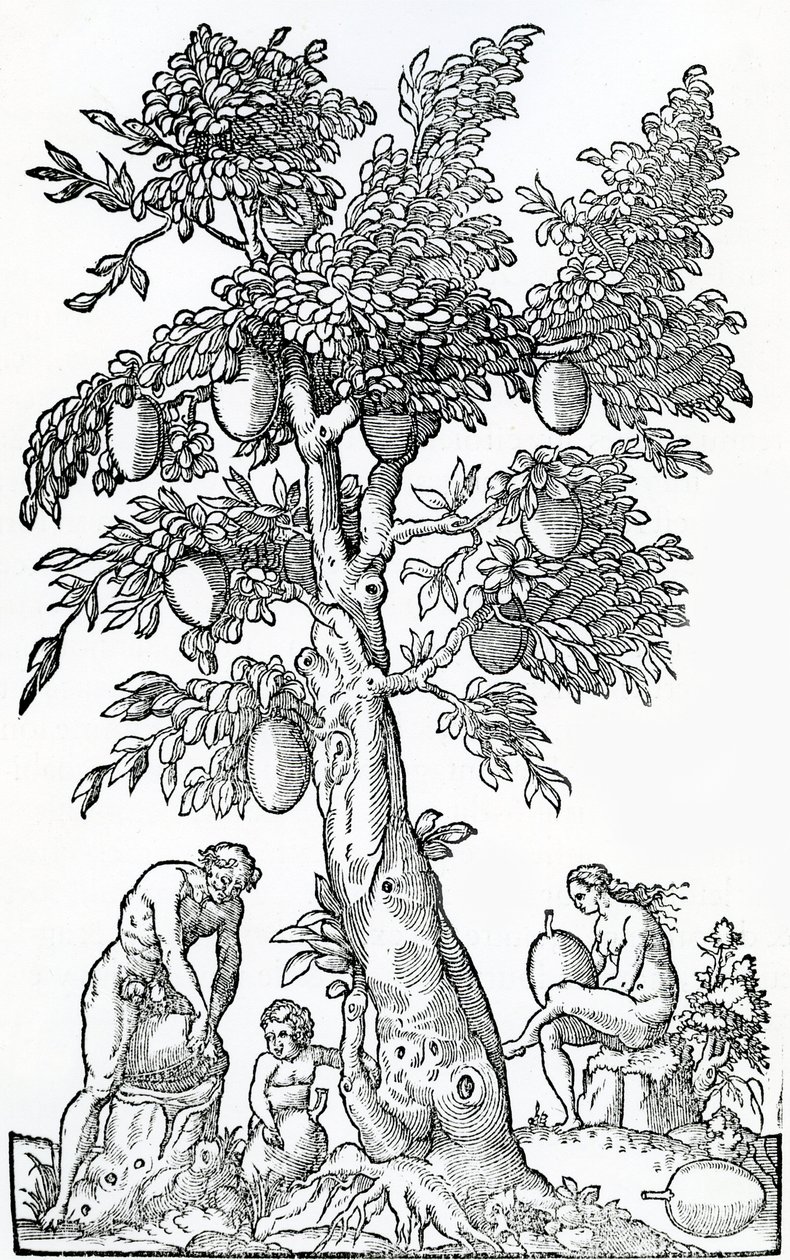 Brødfrugthøst, illustration fra Singularities of France Antarctique, af Andre de Thevet, 1558 af French School