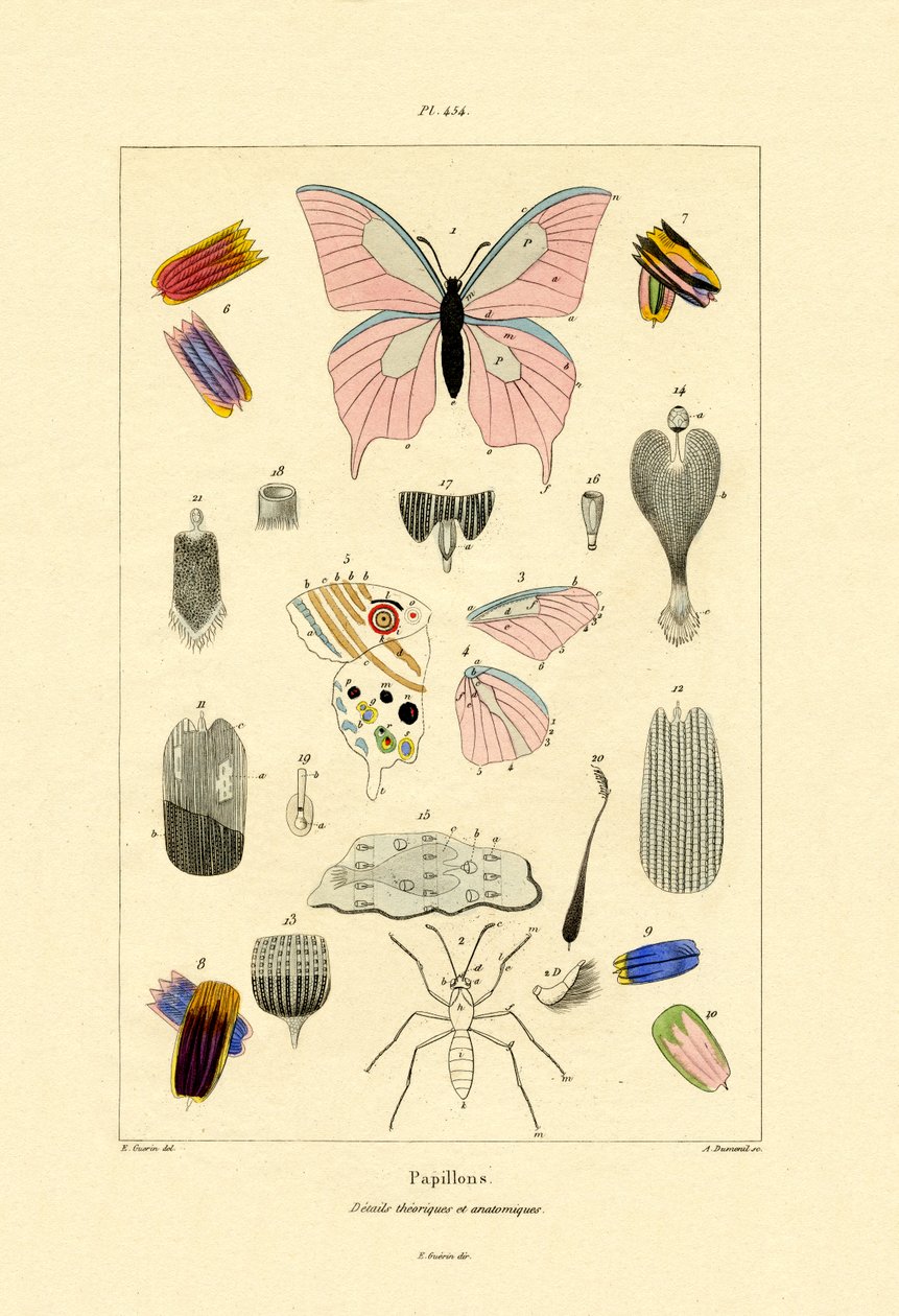 Sommerfugle, 1833-39 af French School