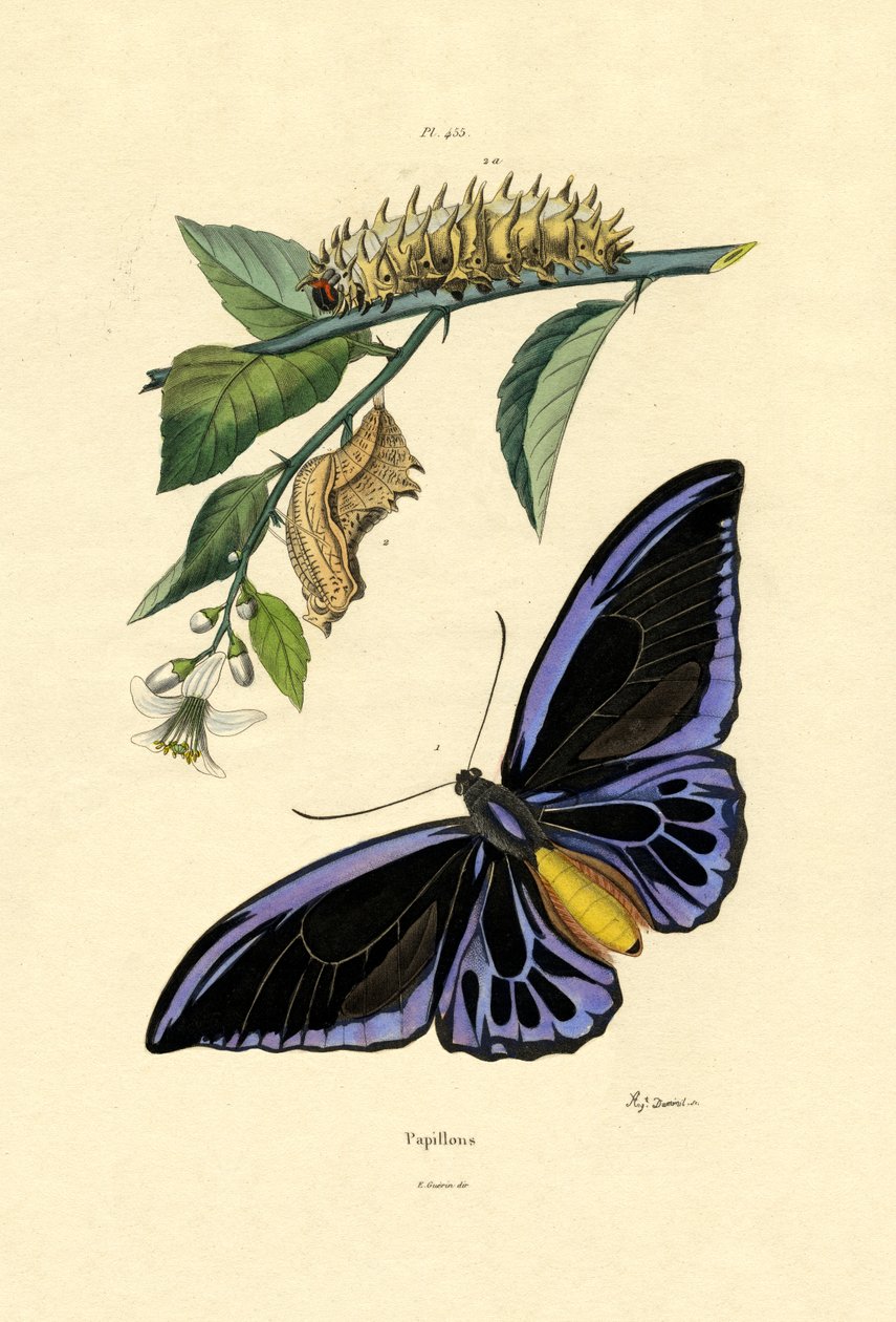 Sommerfugle, 1833-39 af French School