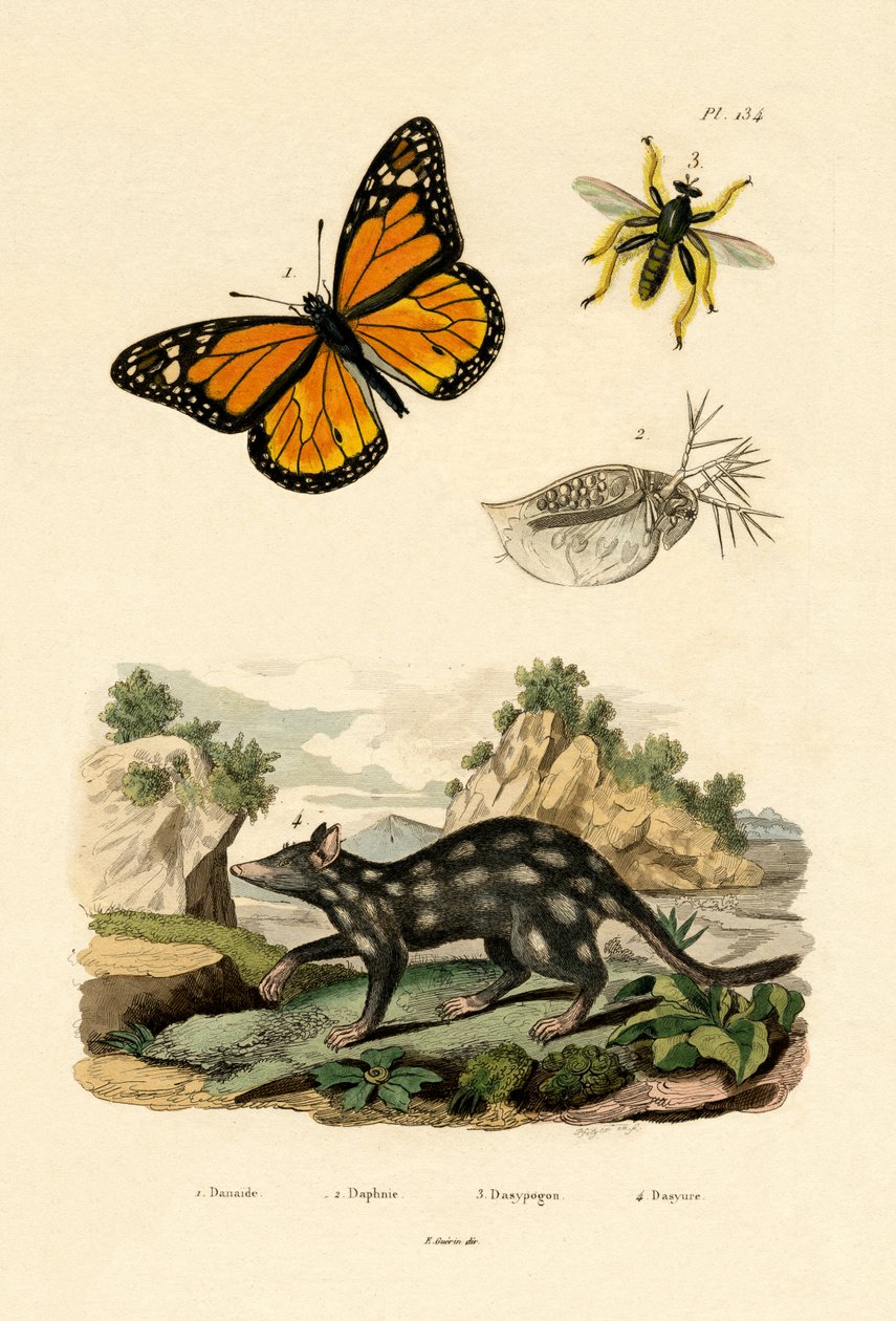 Sommerfugl, 1833-39 af French School