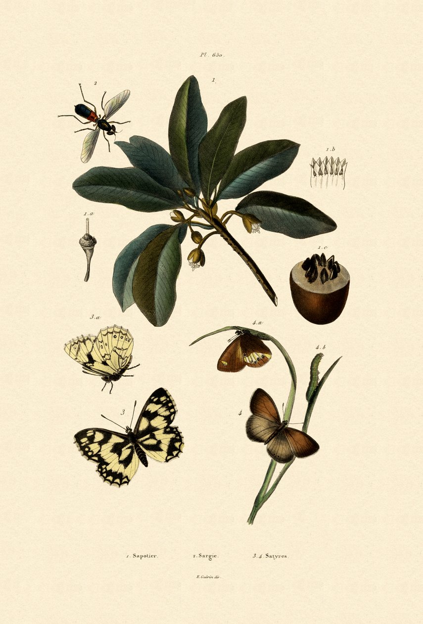 Sommerfugl, 1833-39 af French School