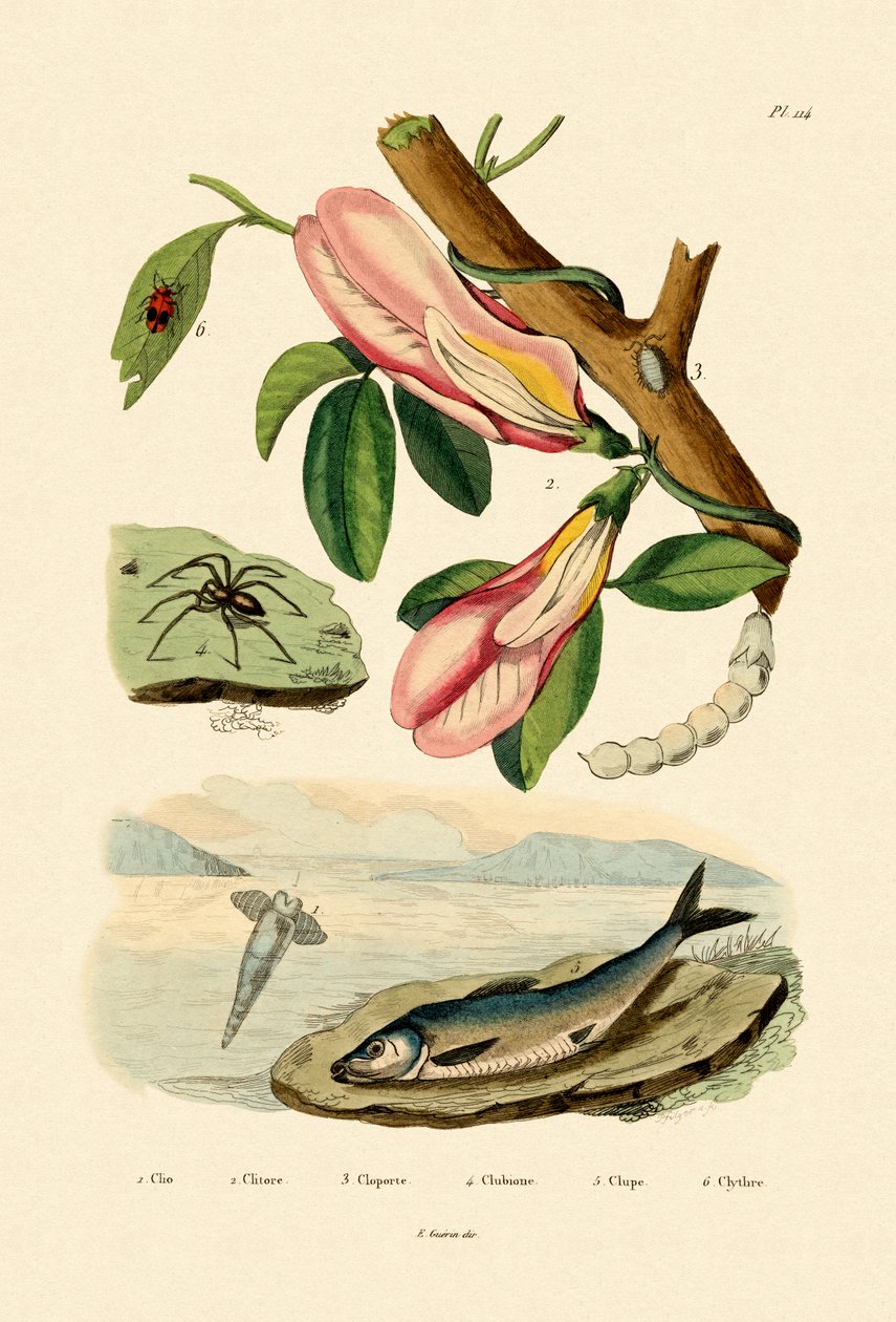Sommerfugleært, 1833-39 af French School