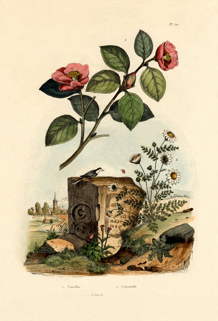 Camellia, 1833-39 af French School