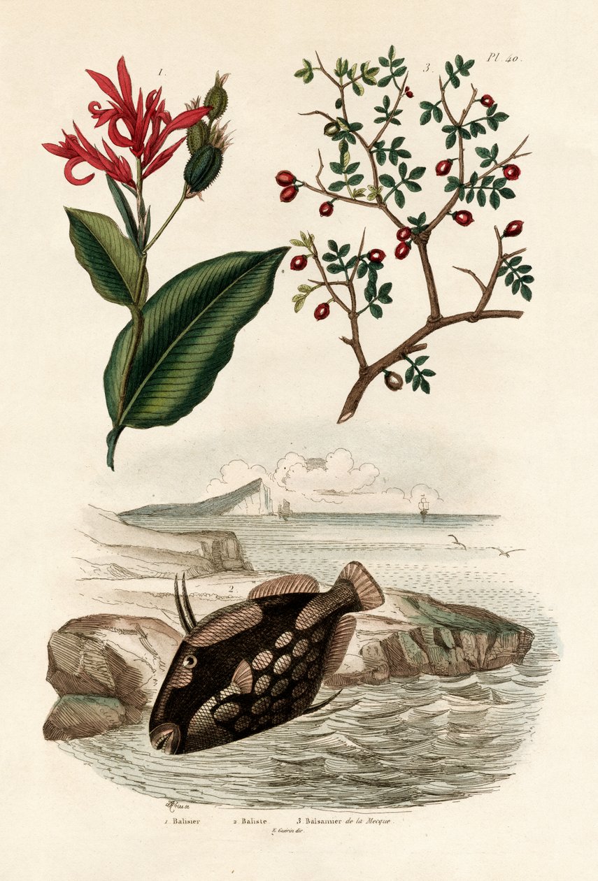 Canna, 1833-39 af French School
