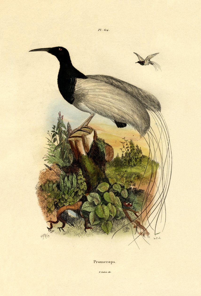 Cape sugarbird, 1833-39 af French School
