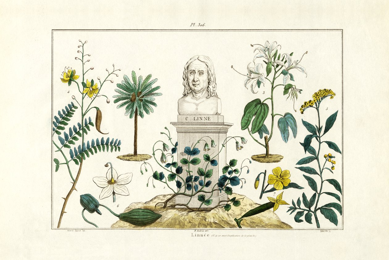 Carl von Linnée, 1833-39 af French School