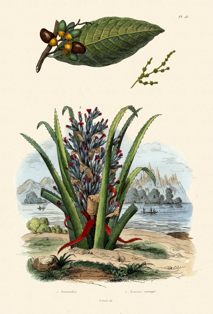 Cashewtræ, 1833-39 af French School