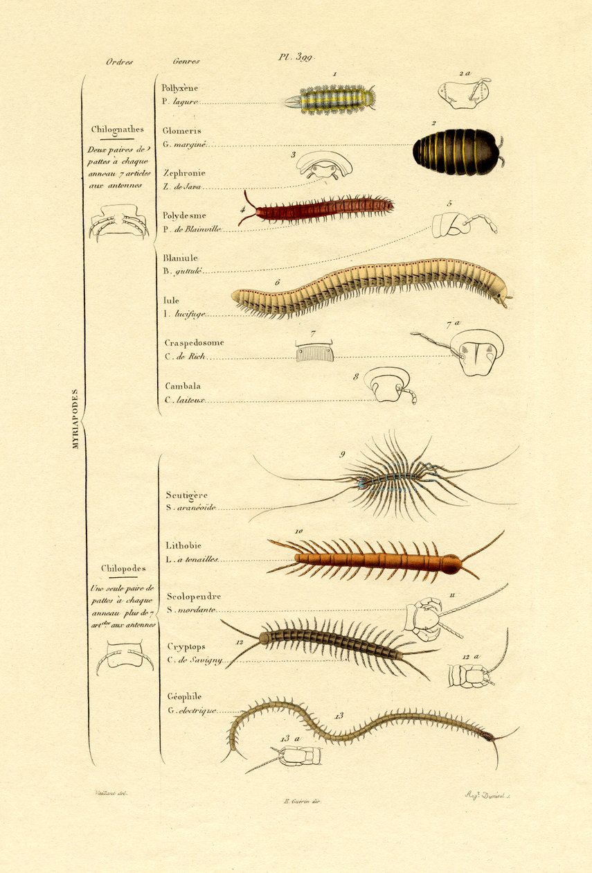 Tusbenede, 1833-39 af French School
