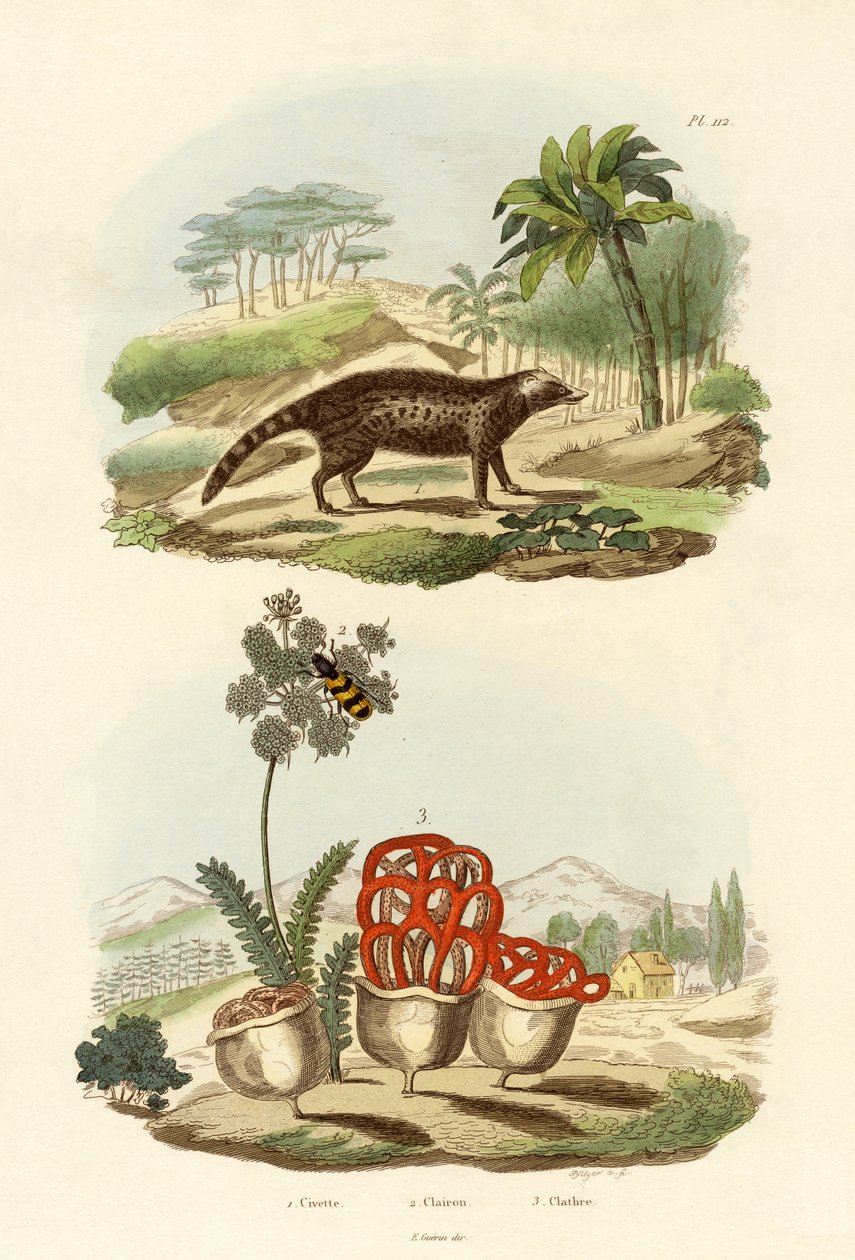 Civet, 1833-39 af French School