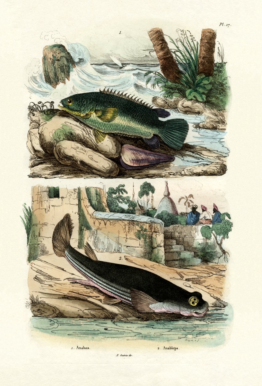 Klatreaborre, 1833-39 af French School