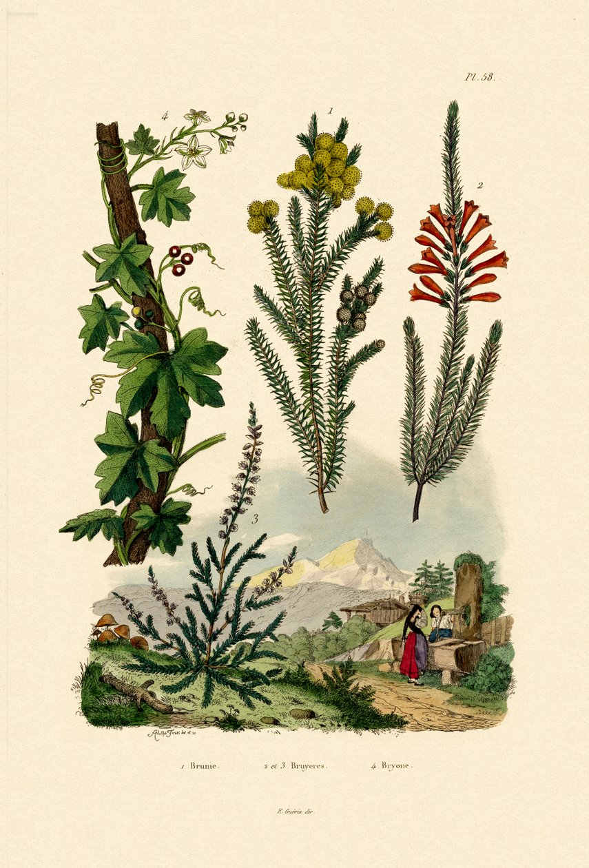 Kaffebusk, 1833-39 af French School