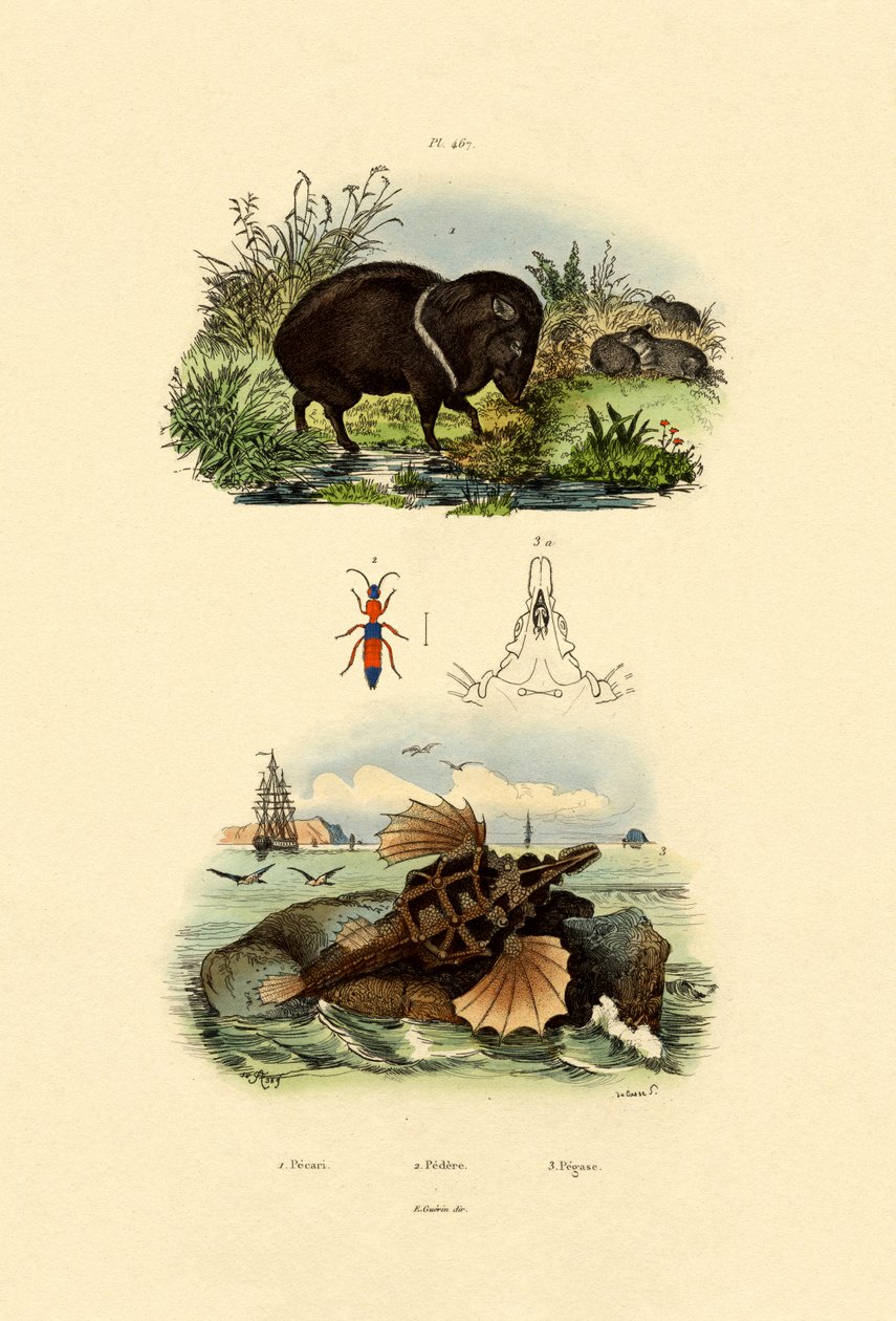 Collared Peccary, 1833-39 af French School