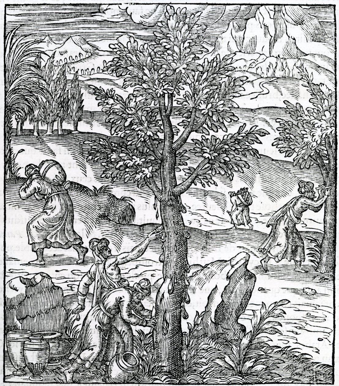 Indsamling af røgelse fra fyrretræer, illustration fra Cosmographie Universelle, af Andre de Thevet, 1575 af French School