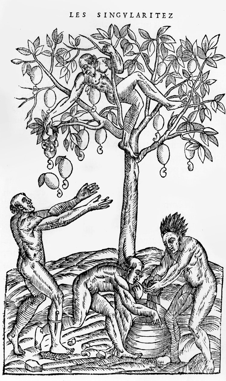 Indsamling af nødder til vinfremstilling, illustration fra Singularities of France Antarctique, af Andre de Thevet, 1558 af French School