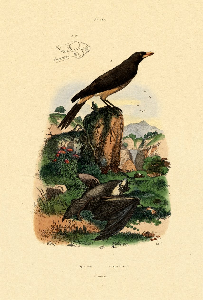 Almindelig Pipistrelle, 1833-39 af French School