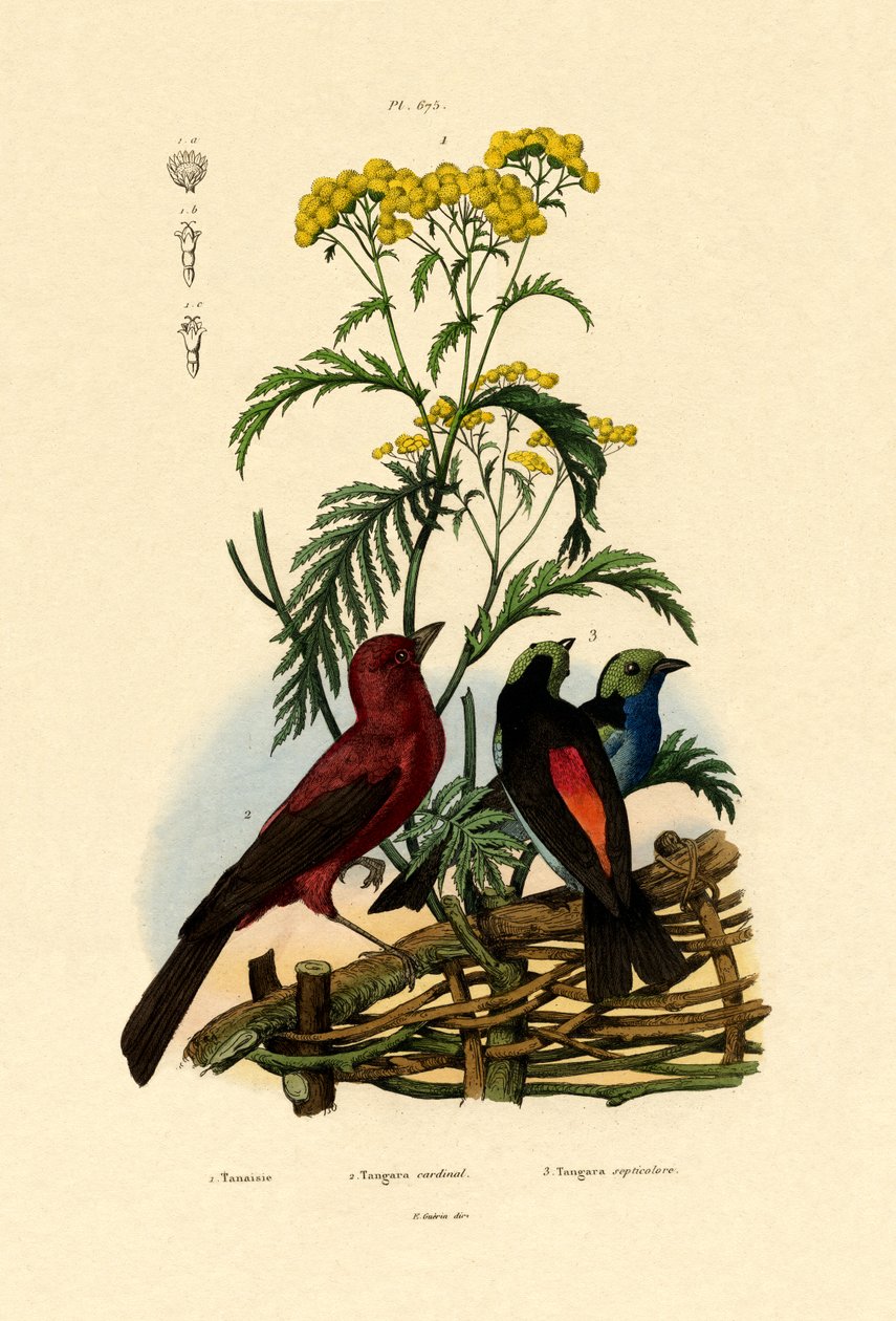 Almindelig Tansy, 1833-39 af French School