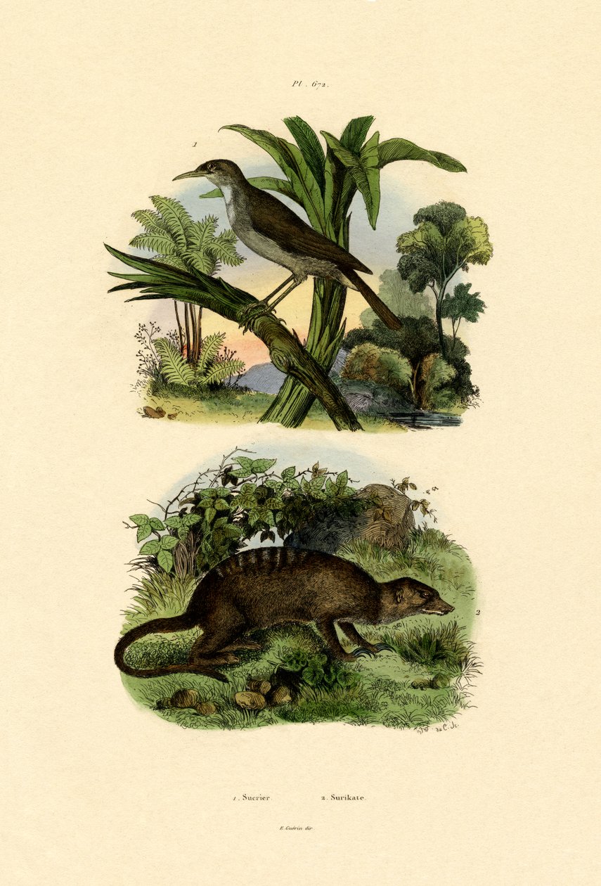 Conebill, 1833-39 af French School