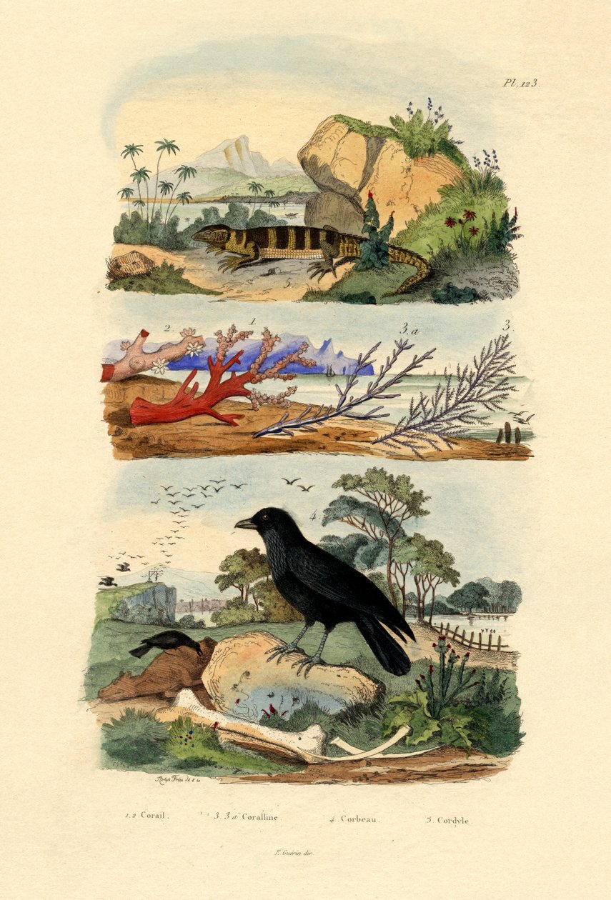 Koraller, 1833-39 af French School