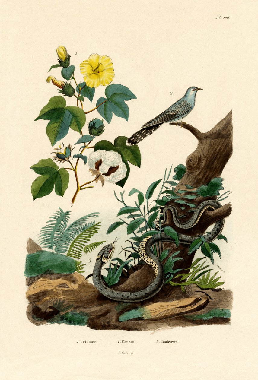 Bomuld, 1833-39 af French School