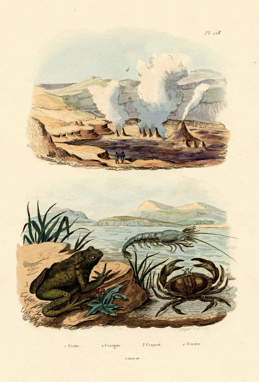 Krabbe, 1833-39 af French School