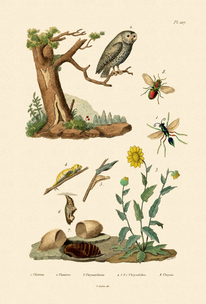 Cricket Hunter Wasp, 1833-39 af French School