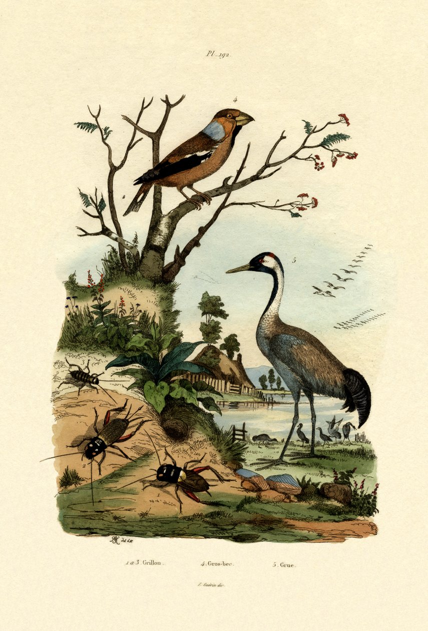 Crickets, 1833-39 af French School