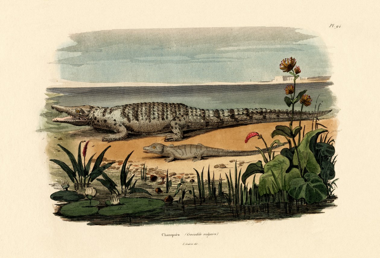 Krokodiller, 1833-39 af French School