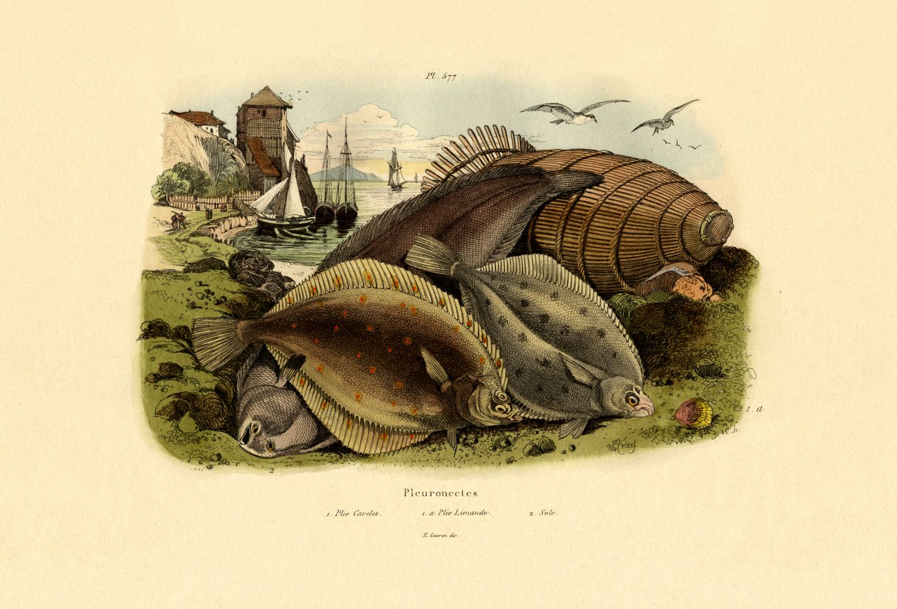 Dab, 1833-39 af French School