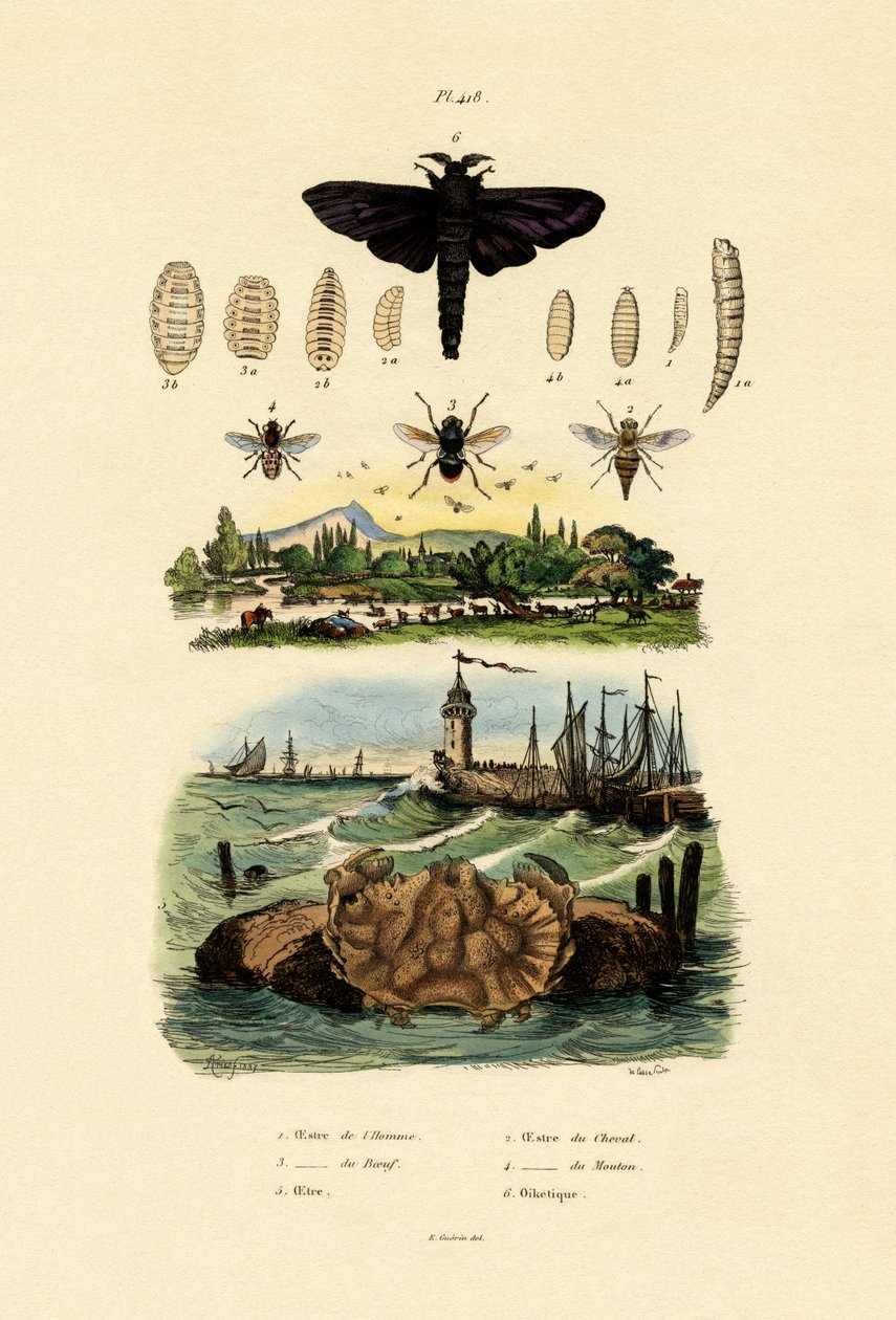 Mørk kæmpe hesteflue, 1833-39 af French School