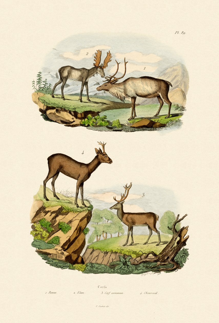 Hjort, 1833-39 af French School