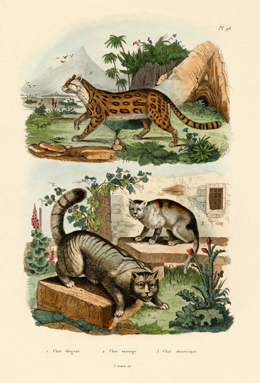Huskat, 1833-39 af French School