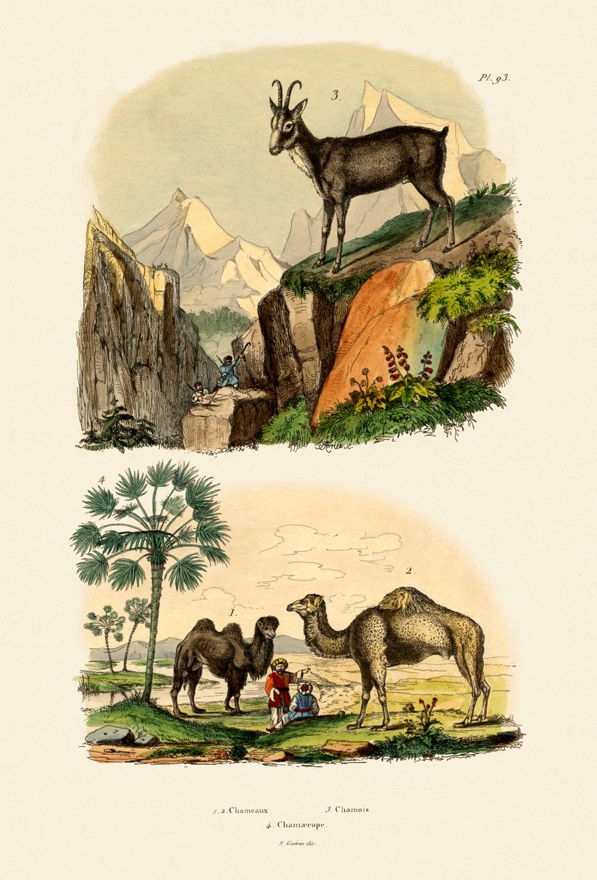Dromedar, 1833-39 af French School