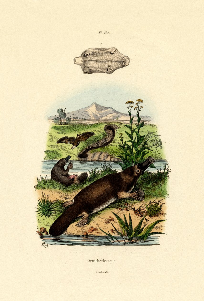 Andenæbbet Næbdyr, 1833-39 af French School