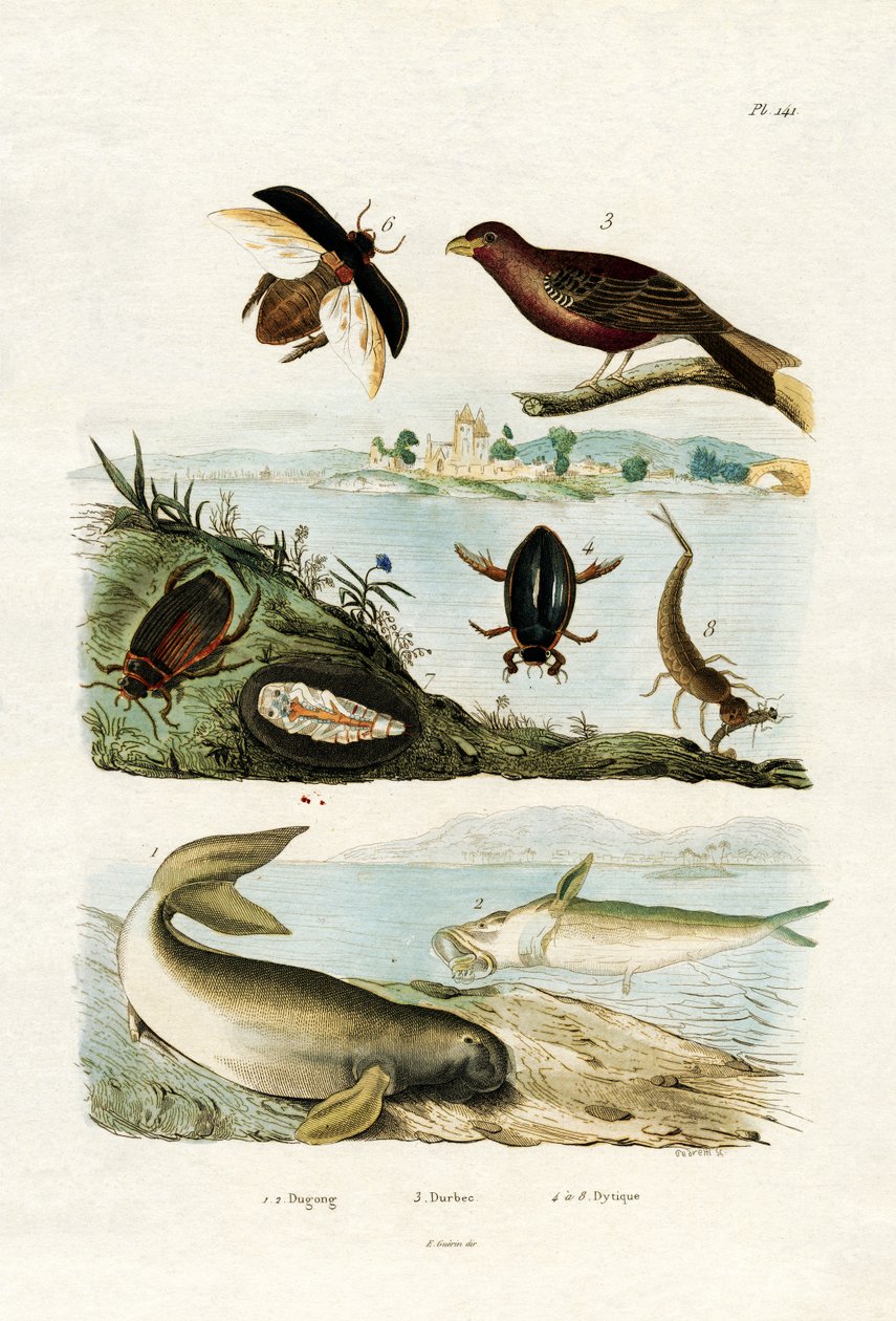 Dugong, 1833-39 af French School