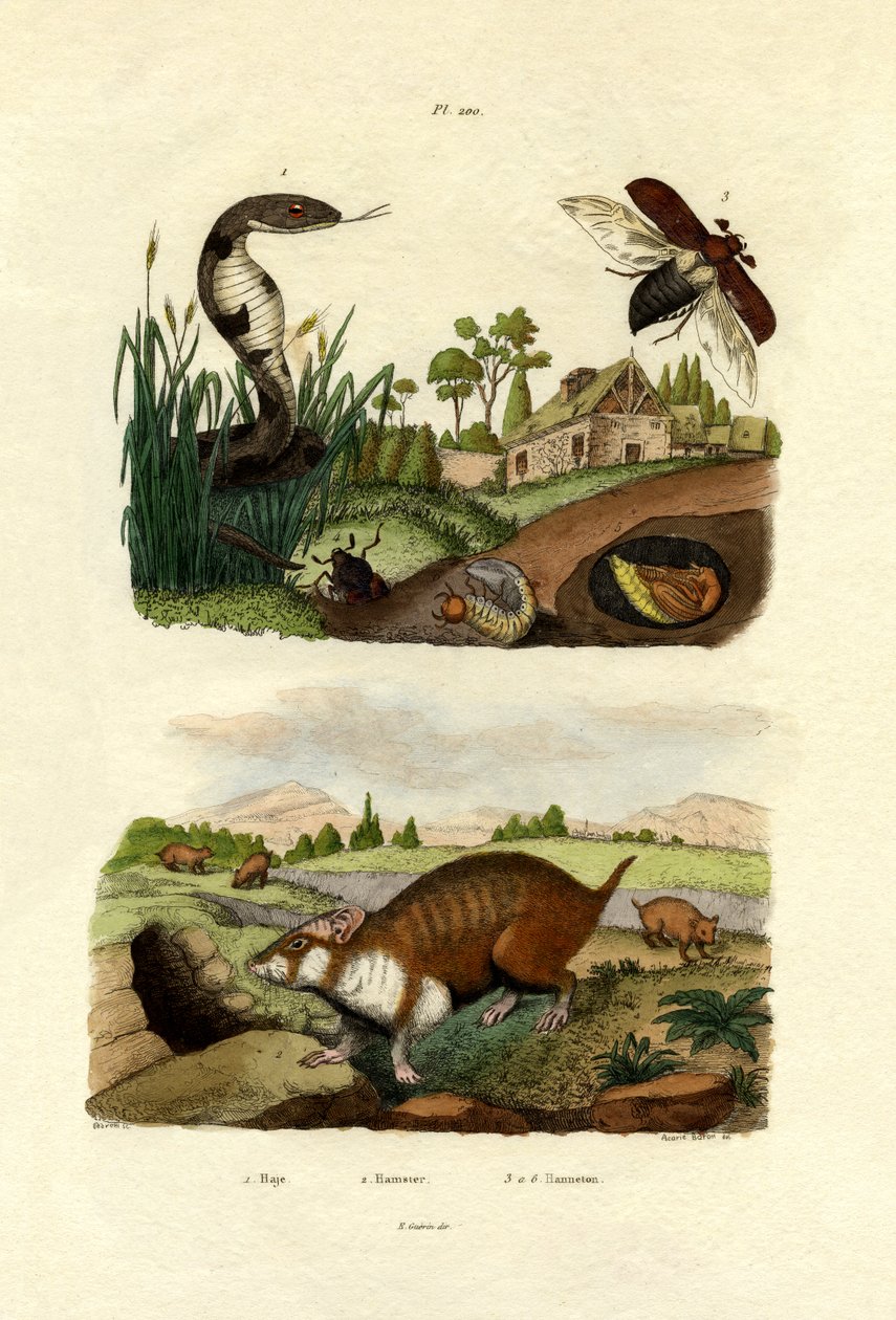 Egyptisk kobra, 1833-39 af French School