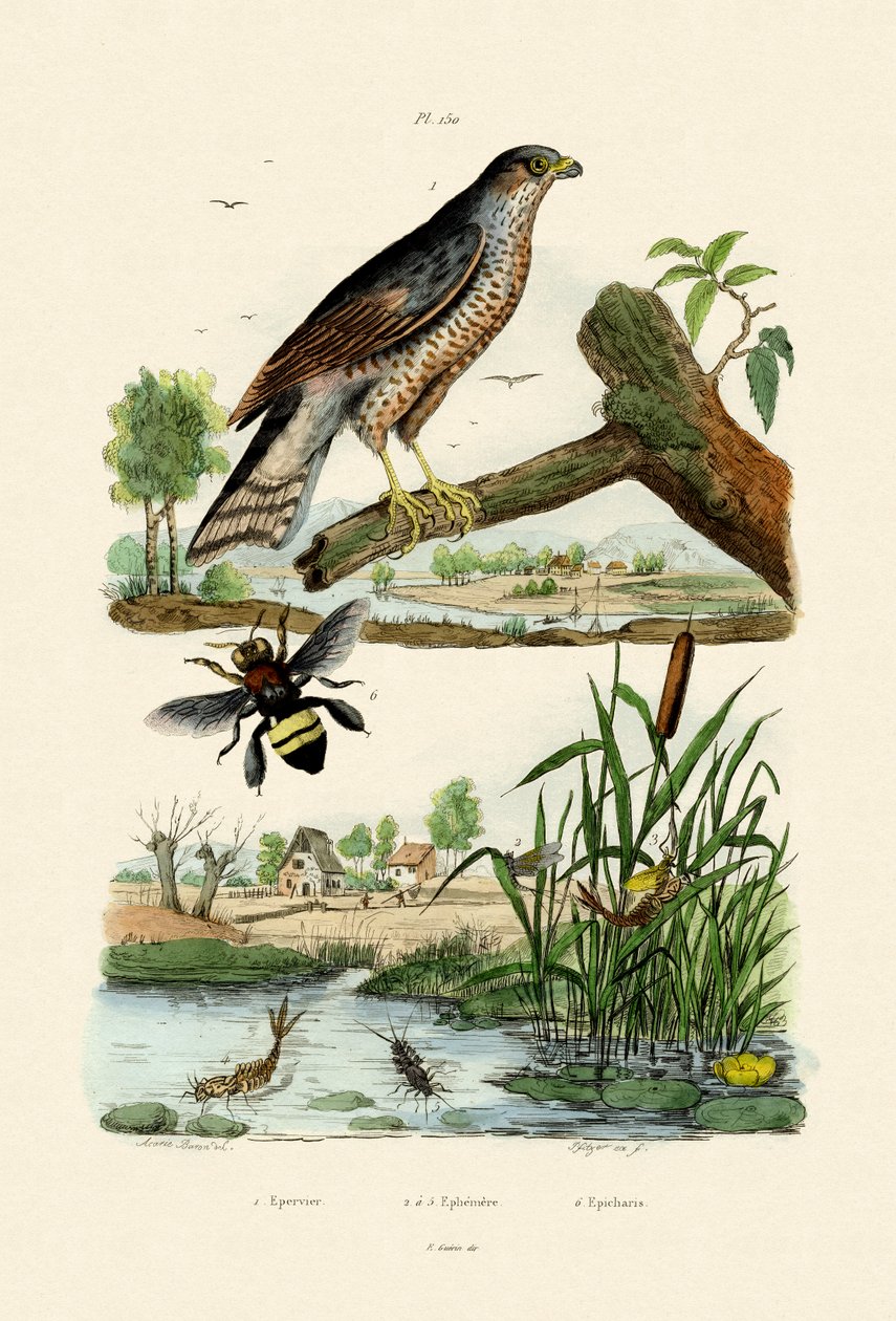 Sparrowhawk, 1833-39 af French School