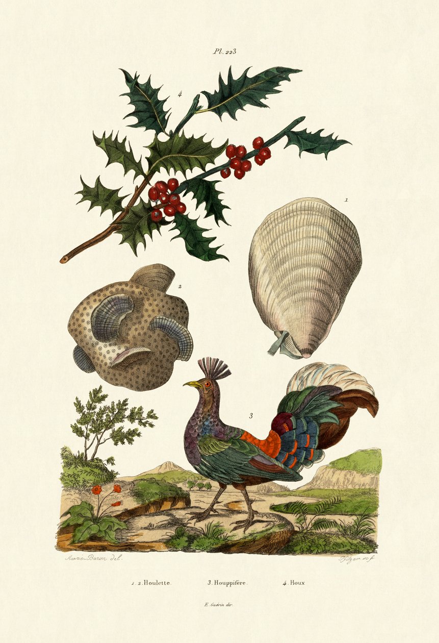 European Holly, 1833-39 af French School