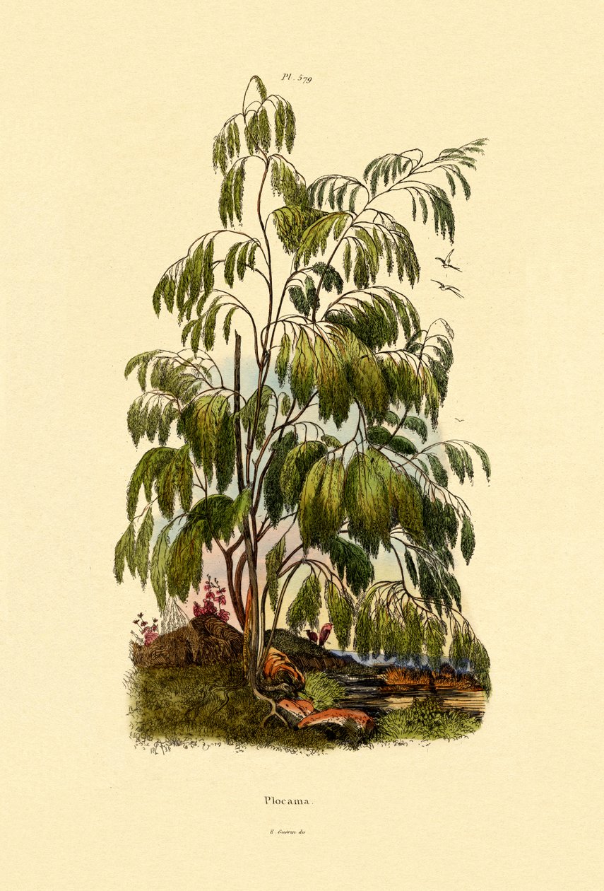 Evergreen Bush, 1833-39 af French School