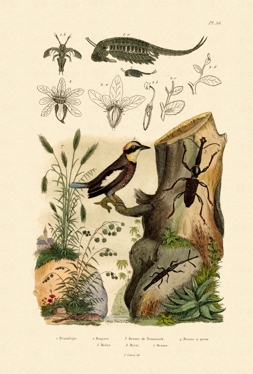 Fairy Shimp, 1833-39 af French School