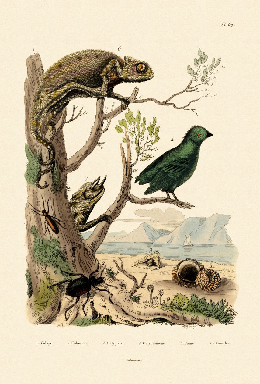Falsk blærebille, 1833-39 af French School